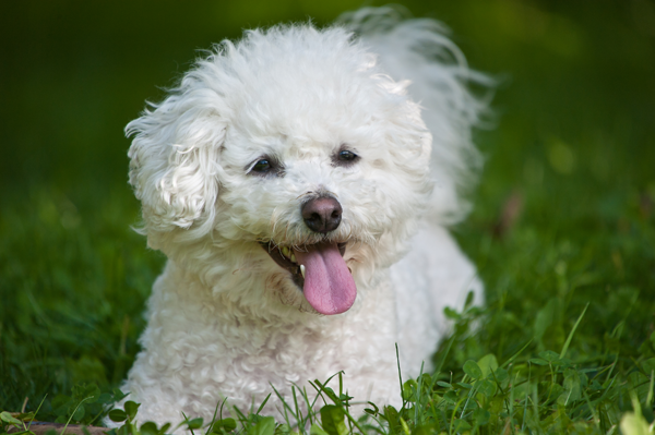 white dog